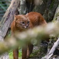 Jaguarondi - eyra - chat-loutre  (Herpailurus jaguaroundi)