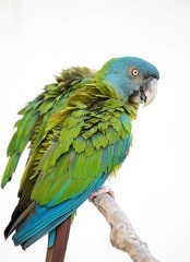 Ara de Coulon Primolius couloni - Blue-headed Macaw