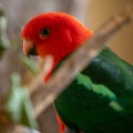 Perruche royale Alisterus scapularis - Australian King Parrot