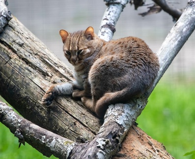 Chat sauvage d’Afrique - Chat ganté (Felis silvestris lybica)