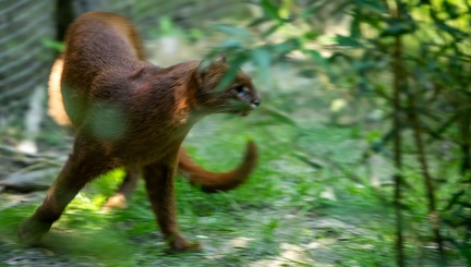 Jaguarondi - eyra - chat-loutre (Herpailurus jaguaroundi)