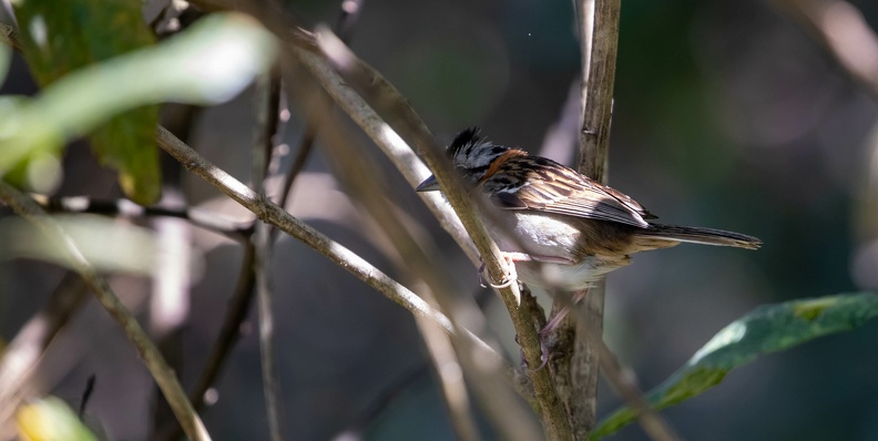 Bruant chingolo Zonotrichia capensis - Rufous-collared Sparrow