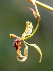 orchidées : Schomburgkia