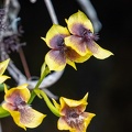 orchidée : Telipogon hausmannianus