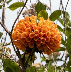 Bomorea multiflora