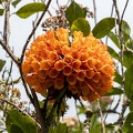 Bomorea multiflora