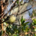 Paruline obscure Leiothlypis peregrina - Tennessee Warbler