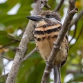 Tamatia à gorge rousse Hypnelus ruficollis - Russet-throated Puffbird