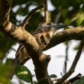 Tamatia à gorge rousse Hypnelus ruficollis - Russet-throated Puffbird