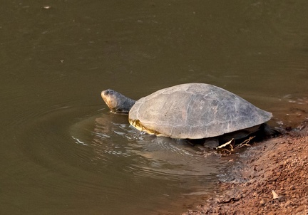  tortue à coude de savane ( Podocnemis vogli )