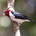 Paroare masqué Paroaria nigrogenis - Masked Cardinal