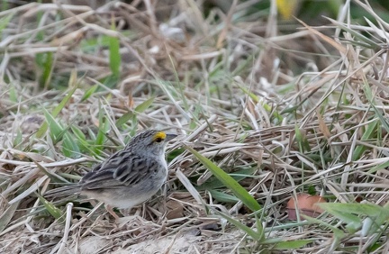 Bruant des savanes Ammodramus humeralis - Grassland Sparrow