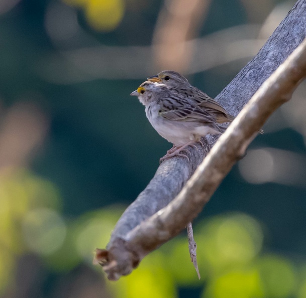 Bruant des savanes Ammodramus humeralis - Grassland Sparrow