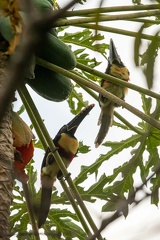 Araçari à oreillons roux Pteroglossus castanotis - Chestnut-eared Aracari