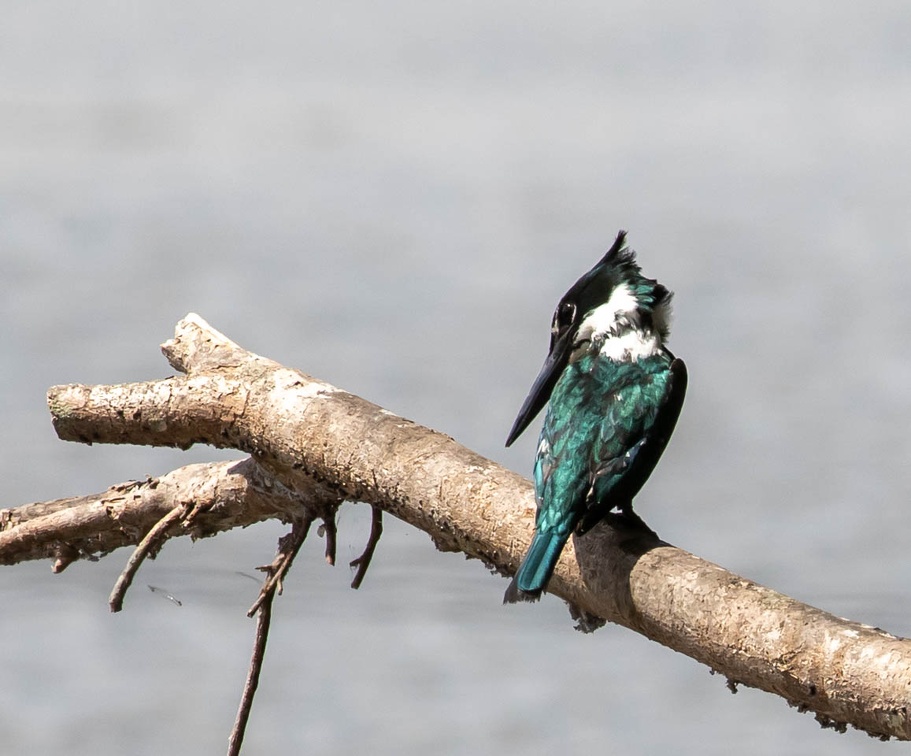 Martin-pêcheur vert Chloroceryle americana - Green Kingfisher