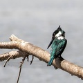 Martin-pêcheur vert Chloroceryle americana - Green Kingfisher