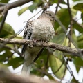 Colombe écaillée Columbina squammata - Scaled Dove