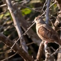 Colombe rousse Columbina talpacoti - Ruddy Ground Dove