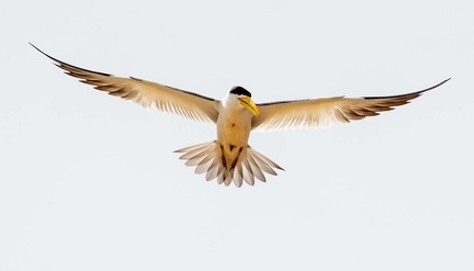 Sterne à gros bec Phaetusa simplex - Large-billed Tern défendant son nid