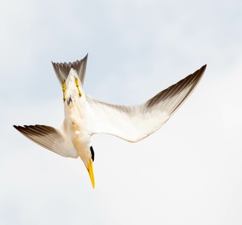 Sterne à gros bec Phaetusa simplex - Large-billed Tern défendant son nid en piquant vers le photographe...