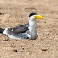 Sterne à gros bec Phaetusa simplex - Large-billed Tern sur son nid