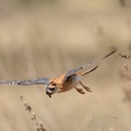 Crécerelle d'Amérique Falco sparverius - American Kestrel
