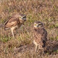 Chevêche des terriers Athene cunicularia - Burrowing Owl