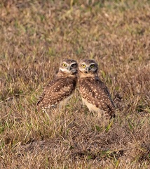 Chevêche des terriers Athene cunicularia - Burrowing Owl