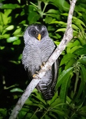 Chouette à lignes noires Strix nigrolineata - Black-and-white Owl