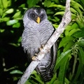 Chouette à lignes noires Strix nigrolineata - Black-and-white Owl