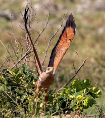 Buse roussâtre Buteogallus meridionalis - Savanna Hawk