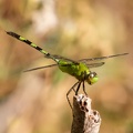 libellule : Erythemis vesiculosa