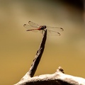 libellule : Erythrodiplax fusca