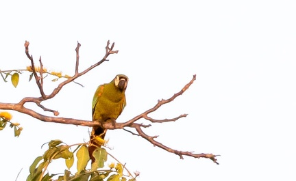 Ara vert Ara severus - Chestnut-fronted Macaw