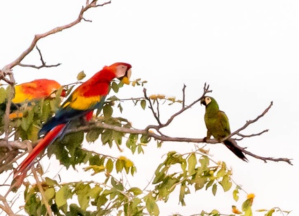 Ara vert Ara severus - Chestnut-fronted Macaw et Ara rouge Ara macao - Scarlet Macaw