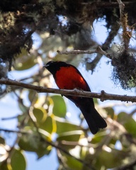 Tangara à ventre rouge Anisognathus igniventris - Scarlet-bellied Mountain Tanager