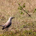 Moqueur des savanes Mimus gilvus - Tropical Mockingbird