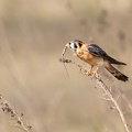 Crécerelle d'Amérique Falco sparverius - American Kestrel