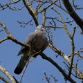Pigeon ramier Columba palumbus - Common Wood Pigeon