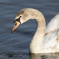 Cygne tuberculé Cygnus olor - Mute Swan