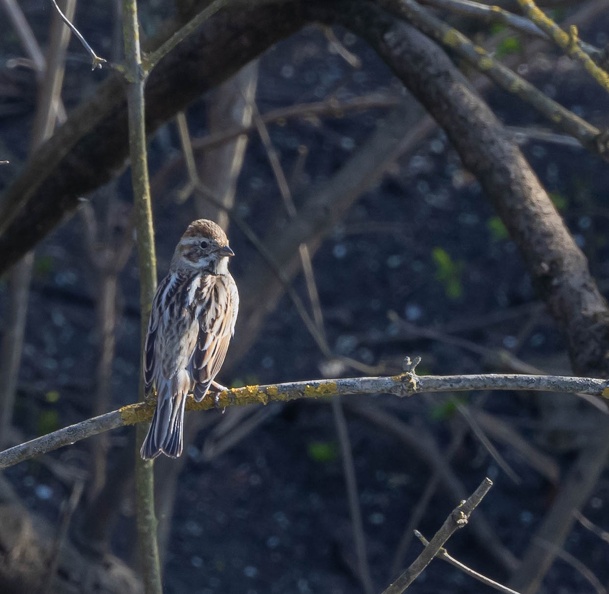 Bruant des roseaux Emberiza schoeniclus - Common Reed Bunting