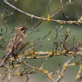 Bruant des roseaux Emberiza schoeniclus - Common Reed Bunting