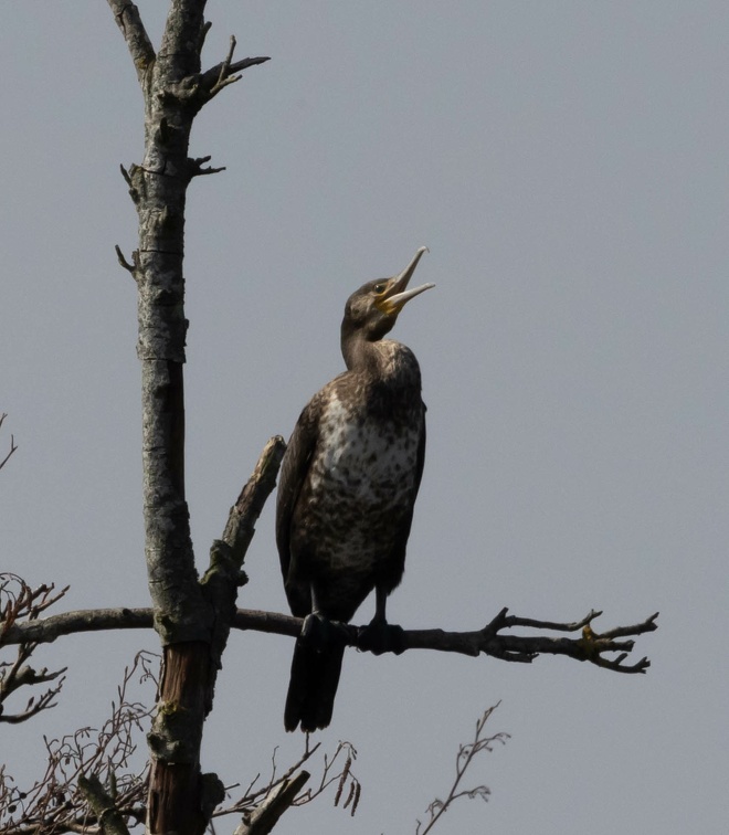 Grand Cormoran Phalacrocorax carbo - Great Cormorant