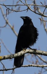 Corneille noire Corvus corone - Carrion Crow