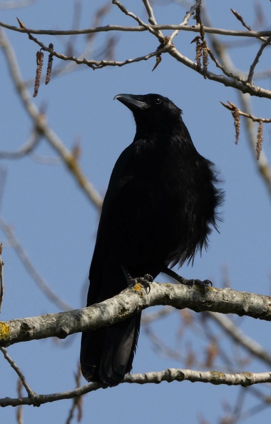Corneille noire Corvus corone - Carrion Crow