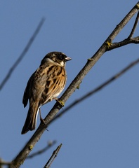 Bruant des roseaux Emberiza schoeniclus - Common Reed Bunting(nuptial)