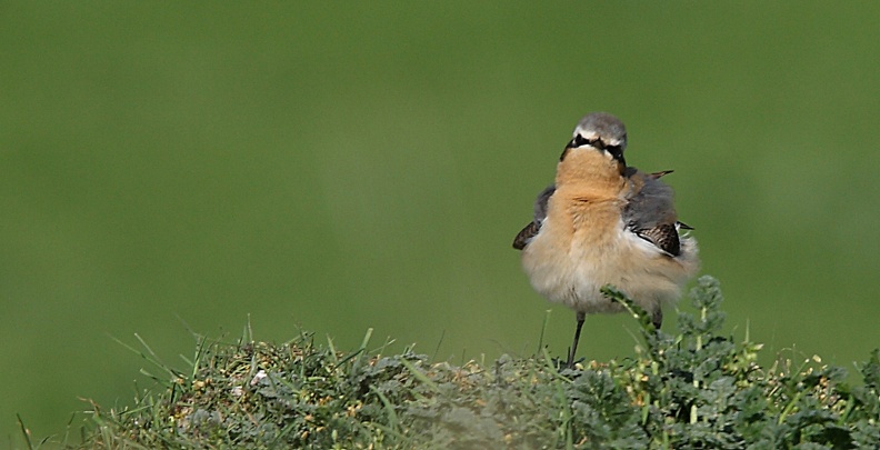 Traquet motteux Oenanthe oenanthe - Northern Wheatear