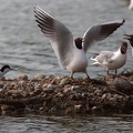 Mouette rieuse Chroicocephalus ridibundus - Black-headed Gull et Avocette élégante Recurvirostra avosetta - Pied Avocet