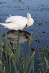 Cygne tuberculé Cygnus olor - Mute Swan