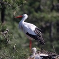 Cigogne blanche Ciconia ciconia - White Stork